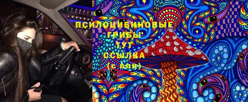 omg ссылка  Павлово  Галлюциногенные грибы Psilocybine cubensis 